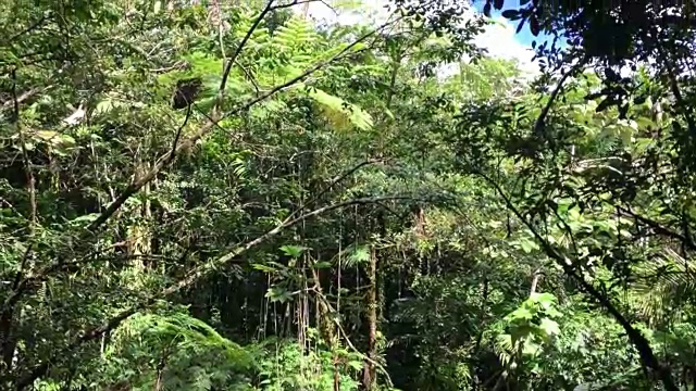 波多黎各的el Yunque雨林