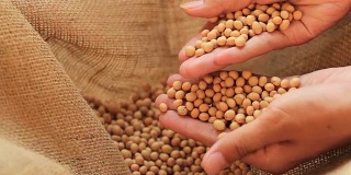 由专业农民对生物农场收获的大豆产品进行质量检测