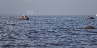 海鸥栖息在海岸边的石头上，背景是火电厂的管道。芬兰的海湾。圣彼得堡