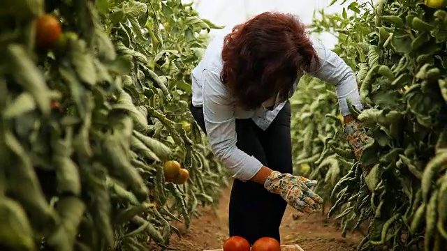 一男一女农夫在温室里检查西红柿