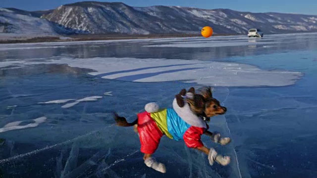 玩具小猎犬穿着滑稽的衣服和鞋子在裂缝里美丽的冰上玩球。妈妈和女儿穿着运动服和花样滑冰鞋。女孩们把玩具扔给狗。狗玩游戏。