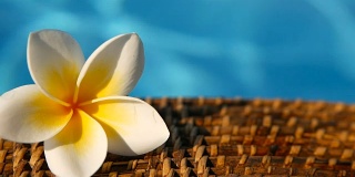 新鲜的白色鸡蛋花，热带奇异的花在蓝色的游泳池水