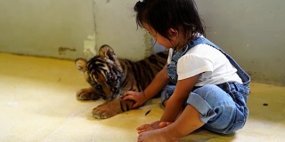亚洲可爱的小女孩享受与小老虎。