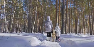 美丽的女人和小孩走在冬天的森林与哈士奇狗。快乐的年轻母亲和女儿在冬季公园与哈士奇狗。雪林中的西伯利亚哈士奇。