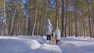 美丽的女人和小孩走在冬天的森林与哈士奇狗。快乐的年轻母亲和女儿在冬季公园与哈士奇狗。雪林中的西伯利亚哈士奇。视频素材模板下载
