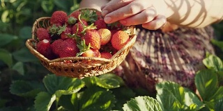 女人用手摘草莓