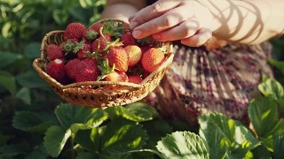女人用手摘草莓视频素材模板下载