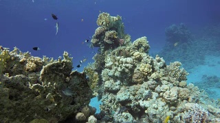 珊瑚礁。热带鱼海洋生物视频在水中。视频素材模板下载