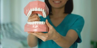 友善的医生展示下颌模型，专业的牙医服务，健康的牙齿
