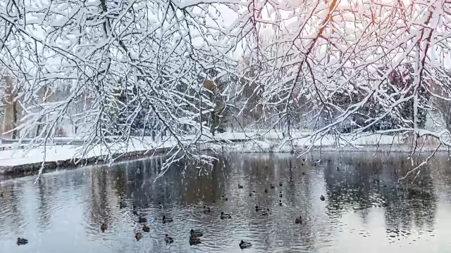 美丽的冬季贺卡与慢镜头雪花第一雪在城市公园，鸭子在一个结冰的池塘和树木覆盖雪