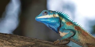 热带雨林中的蜥蜴。