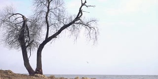 海边一棵孤独的老树。镜头。在阴郁的阴天和雨天，海边海滩上孤独的干树干