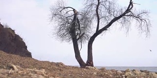 海边一棵孤独的老树。镜头。在阴郁的阴天和雨天，海边海滩上孤独的干树干