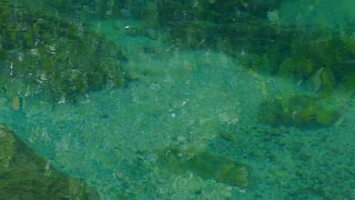 鳟鱼在小溪的水下捕鱼视频素材模板下载
