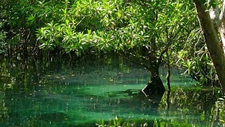 泰国甲米的那片红树林视频素材模板下载