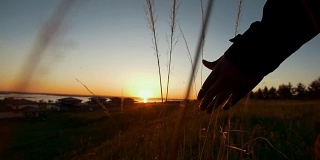 一个年轻的非洲人在美丽的夕阳下走在田野里，触摸着尖刺
