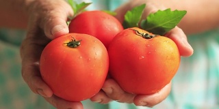 健康和新鲜食品高级妇女拿着西红柿