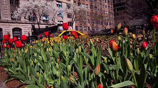 纽约- 2016年3月29日:纽约公园大道郁金香盛开的时间流逝