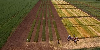 带着不同品种的小麦飞过田野。科学家们正在测试疾病对黑麦和小麦的影响