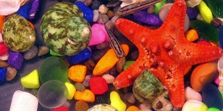 彩色水族馆里水下的鱼