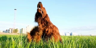 日落时，狗渴望坐在草地上。有趣的宠物喜欢伸出舌头，慢动作