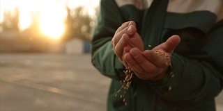 近距离拍摄的成年农民的手握小麦在温暖的日落光线。谷物从指间筛过。日出时，农学家用双手缓慢地撒谷粒。丰收的概念
