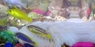 彩色水族馆里水下的鱼