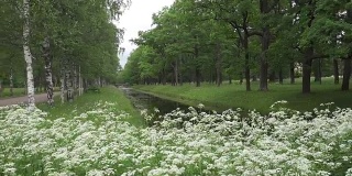 夏天的花园。沿着水渠生长着桦树和橡树的林荫大道。白色的花在前景