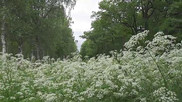 夏天的花园。沿着水渠生长着桦树和橡树的林荫大道。白色的花在前景