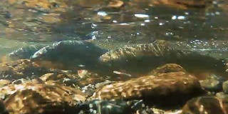 在鱼产卵的浅河里的水下图像