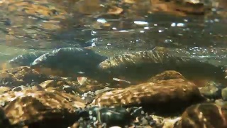 在鱼产卵的浅河里的水下图像视频素材模板下载