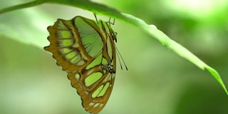 Siproeta stelenes -孔雀石蝴蝶下的叶子