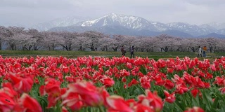 美丽的郁金香田，樱花树和雪山背景