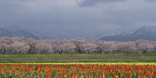 美丽的郁金香田，樱花树和雪山背景