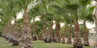 天堂岛上一个有风的日子里童话般的棕榈林