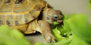 乌龟吃绿叶沙拉的叶子