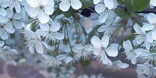 有选择地聚焦樱花盛开的白色花朵。白花和绿叶在樱花枝上合上，模糊了背景