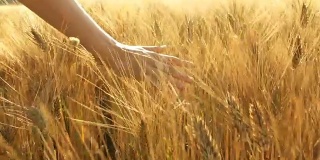 日落时，手摸着成熟的麦穗