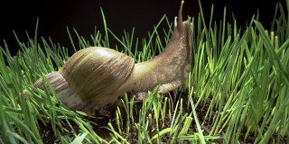 大蜗牛在草丛中爬行
