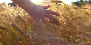 日落前，一个女人的手穿过小麦植株