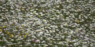 summer meadow with daisies, background