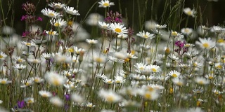 草地上的雏菊-浅景深拍摄