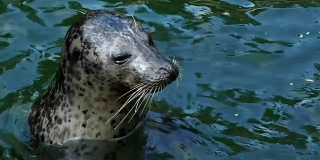 水里的海豹(Phoca vitulina)把头伸出了水面。海豹在水里休息