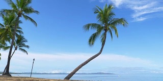慢镜头:参天的棕榈树在夏日的微风中摇曳。