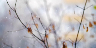 雪花飘落在凋谢的秋树上