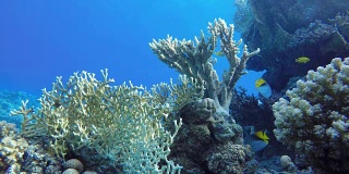 美丽的珊瑚。海洋中的水下生物。热带鱼。