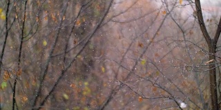 秋天的降雪映衬着褪色的树木