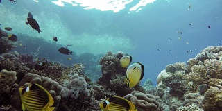 浅层拍摄的视频。珊瑚和热带鱼。