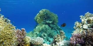 珊瑚礁和美丽的鱼。海洋中的水下生物。