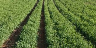 绿豌豆田和无人机留下的拖拉机痕迹